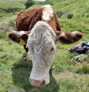 Sorry we don’t accept cows in Marple Ramblers