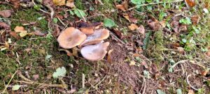 Ring of funghi